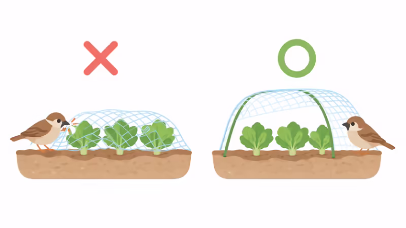 防鳥ネットと作物の間に空間を確保する正しい張り方と悪い例の比較イラスト