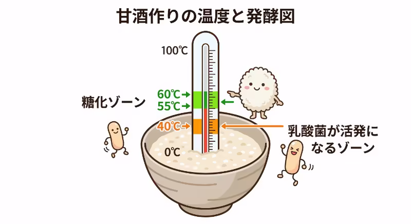甘酒が酸っぱくなる仕組みを温度帯で示した図解イラスト。糖化ゾーンと乳酸菌活動ゾーンの違い