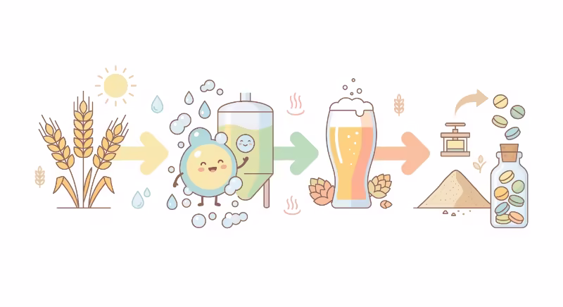 エビオスが生成されるまでの過程を表すイラスト